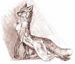  all_fours amber_hill breasts canine chest_tuft female fox nude sketch solo 