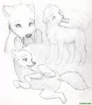  canine coonkun cub dog female feral oral penis pussy sketch solo 