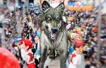  carnaval carnival feral float human mammal parade photo real wolf 
