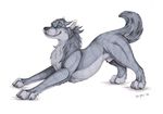  canine feral josepaw male mammal non-anthro penis plain_background sheath solo stretch stretching white_background wolf 