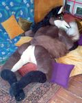  canine fox fursuit mammal photo pillow plushie pussy real sex_toy 