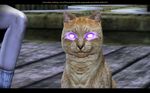  bioware cat dragon_age feline feral glowing_eyes screencap 