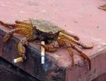  awesome awesome_crab cigar cool crab feral multilimb photo picture real smoking spycrab 