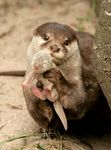  baby cub cute eyes_closed feral looking_at_viewer otter outside photo real tail 