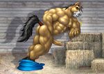  braford equine horse invalid_tag male muscles penis solo uncut 