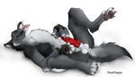  blackteagan canine canine_penis cum fingerless_gloves hindpaw knot male masturbation penis solo wolf 