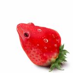  displacement frog fruit hybrid miremire solo strawberry what what_has_science_done 