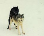  black canine real sex snow tounge white wolf wolves 