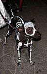  awesome bodypaint canine dog leash pet photo real skeleton 