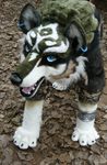  beastcub canine feral fursuit legend_of_zelda link_(wolf_form) photo piercing real solo the_legend_of_zelda twilight_princess wolf 