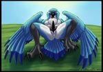 avian beak bird black_penis blue blue_feathers blue_jay brushfire butt chest_tuft claws condom eagle erection fur grass light looking_at_viewer lying male nude on_back outside penis shadow sky smile solo spread_legs spreading tapering_penis tuft wings 