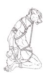  bdsm bondage bound canine collar cuffs kyne male mammal mixnmatch nude plain_background rope solo white_background wrist_cuff 