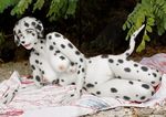  breasts canine dalmatian dog female multi_breast photo_manipulation photomorph silverfish solo 