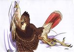  avian female hawk roz_gibson solo wings 