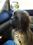  canine chewbacca cosplay dog mammal photo real shih_tzu star_wars unknown_artist wookiee 