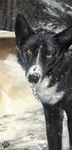  blotch canine dog feral mammal non-anthro outside snow solo 