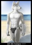  beach bulge canine fur icelyon icelyon_(character) male mammal seaside solo speedo swimsuit tail underwear wolf 