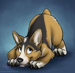  ass_up canine corgi curiodraco cute dog feral lying mammal non-anthro on_front solo 