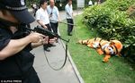  feline grass gun male mammal police ranged_weapon real tiger tigger weapon 