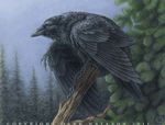  avian bird black black_feathers crow dark_natasha feral non-anthro outside raven solo wings 