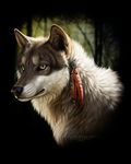  2011 canine darkicewolf feathers female feral non-anthro realistic solo tribal wolf 