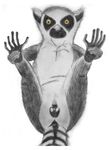  female feral lemur plain_background pussy ringtail ringtailed_lemur solo spread_legs spreading white_background 
