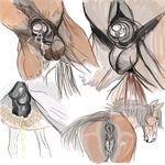  anatomically_correct_pussy animal_genitalia balls bits butt cum equine equine_pussy female feral gdane horse horsecock male mammal penis pussy sheath 