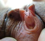  featured_image piglet tagme winnie_the_pooh 