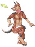  balloon canine collar doberman dog frisbee inflatable jumping korrok latex makks male mammal open_mouth paws plain_background plastic rubber solo white_background 