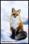  ambiguous_gender canine cute darksilver feral fox looking_at_viewer mammal sitting snow solo 