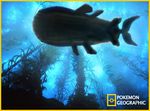  national_geographic nintendo pok&#233;mon pok&eacute;mon pokemon_geographic sea solo video_games wailord water 