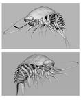  3d animal antenna antennae insect monochrome no_humans okapi pixiv1297272 simple_background 