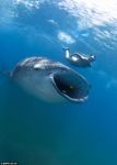  feral fish human mammal marine real sea swimming underwater unknown_artist vore water whale_shark whaleshark 