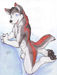  blue_eyes butt canine cute dog freckles_(artist) looking_at_viewer male mammal nude paws sheath solo tail wolf 