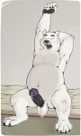 2023 anthro ball_tuft balls bear bed belly bodily_fluids claws erection fangs furniture genital_fluids genitals hi_res horace hybrid_genitalia male mammal neko-me on_bed overweight pawpads penis polar_bear precum signature sitting sitting_on_bed solo solo_focus stretching teeth tuft ursine waking_up
