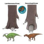 ambiguous_gender anatomy anatomy_reference beak dinosaur duo educational english_text feet feral foot_focus green_body green_scales hadrosaurid horn markings nail nails open_mouth ornithischian ornithopod parasaurolophus pseudohoof reptile saurolophus scales scalie simple_background striped_markings stripes text tm9380 white_background