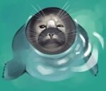  2024 digital_drawing_(artwork) digital_media_(artwork) feral flippers fur grey_body grey_face grey_fur high-angle_view looking_at_viewer mammal marine partially_submerged pinniped rekkadraws seal solo water whiskers 