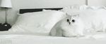  animated bed cat cub feline feral fluffy fur gif greyscale humor humour kitten looking_at_viewer lying mammal monochrome pillow real running solo surprise unknown_artist white white_fur young 