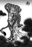  biceps body_markings dagger feline fur leopard loincloth male mammal markings monochrome muscles pecs pose solo spots standing sword tesso topless tree underwear weapon wood 