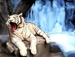  feline feral kamihuzi lying mammal open_mouth rock snow_tiger solo tiger water waterfall white_tiger yawn 
