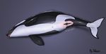  dolorcin female feral mammal marine orca pregnant pussy solo unbirthing wet whale 