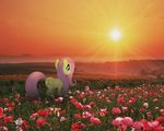  blue_eyes cloud clouds cute equine female feral field flower fluttershy_(mlp) friendship_is_magic grass hasbro horse mammal mixed_media my_little_pony pegasus ponies_in_real_life pony poppies prairie real sky solo sun sunrise sunset wings 