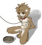  anthro balls canine collar crouching cute dog fox kiske_7key leash looking_at_viewer male mammal penis plate snarling solo uncut young 