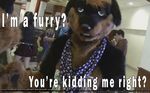  animated canine dog flash fursuit rottie rottweiler 