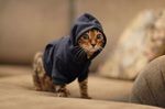  cat clothing cub cute feline feral fur hipster_kitty hoodie looking_at_viewer male mammal meme real whiskers young 