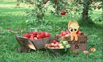  applejack_(mlp) blonde_hair crate cute daytime equine female feral friendship_is_magic fruit grass green_eyes hair hat horse mammal mixed_media my_little_pony ponies_in_real_life pony real solo tree wheelbarrow wood 