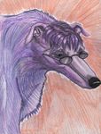  black_nose bust_portrait canine colored_pencil_(art) dog eyewear feral floppy_ears fur gdane glasses grey_sclera greyhound hair looking_at_viewer mammal pencils plain_background pointy_ears purple_fur purple_hair quadruped red_background serious side_view snout solo standing stare traditional_media watercolour 