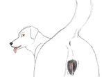  anus b/w back_turned black black_nose butt canine commission cum dog dripping female feral from_behind koosh-ball lab looking_at_viewer looking_back mammal orange_eyes precum presenting presenting_hindquarters pussy raised_tail sketch solo steggy tail tongue 