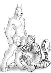  balls barbs canine claws dog duo erection feline gay great_dane greyscale hufnaar knot male mammal monochrome muscles nude penis plain_background sheath stripes tiger tongue white_background 