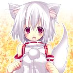  animal_ears autumn_leaves blush detached_sleeves highres hikanyan inubashiri_momiji no_hat no_headwear open_mouth red_eyes shirt short_hair silver_hair solo tail touhou upper_body wolf_ears wolf_tail 